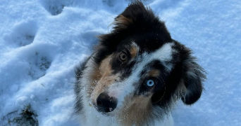 shelsy pet sitter à DREUIL LES AMIENS 80470_5