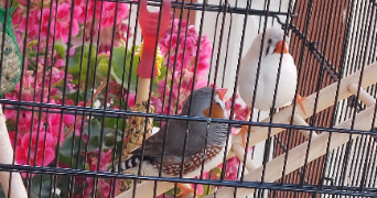 lydie pet sitter à MARQUETTE LEZ LILLE 59520_3