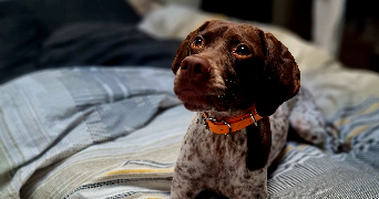 damien pet sitter à GREZIEU LA VARENNE 69290_2