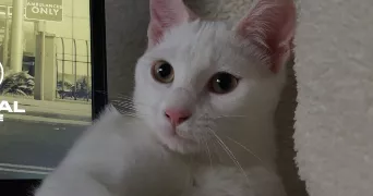 marina pet sitter à LE THOR 84250