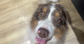 louba pet sitter à LA VOIVRE 88470_7