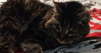 elora pet sitter à MONTIGNY LES METZ 57950_3