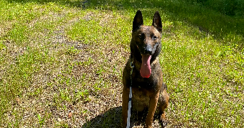 leandra pet sitter à ISTRES 13800_6