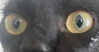 kilian pet sitter à QUIMPER 29000_1