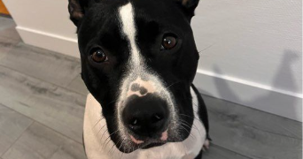 leila pet sitter à MONTEVRAIN 77144_2