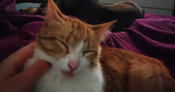 ashley pet sitter à AMBILLY 74100_4