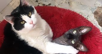 camille pet sitter à DECINES CHARPIEU 69150_2
