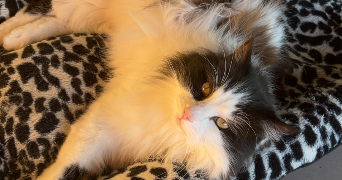 luna pet sitter à LEZAN 30350_1