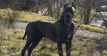 ines pet sitter à ST CHRISTOPHE SUR DOLAISON 43370_3