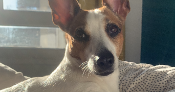 marie-gabrielle pet sitter à PARIS 19 75019_2