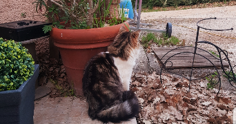 Laura pet sitter à NANS LES PINS 83860_0