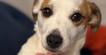 diane pet sitter à MAREIL MARLY 78750_5