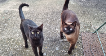 agathe pet sitter à SOTTEVILLE LES ROUEN 76300_2