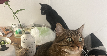 anna pet sitter à MARSEILLE 05 13005_3