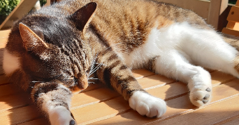 elisa pet sitter à CHAUMOT 89500_0