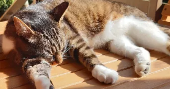 elisa pet sitter à CHAUMOT 89500