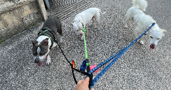 elie pet sitter à PARIS 11 75011_4