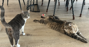 doriane pet sitter à Chambray-Lès-Tours 37170_5