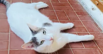 emmanuelle pet sitter à AIX EN PROVENCE 13100