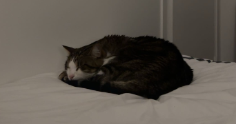 lucille pet sitter à PARIS 75015_2
