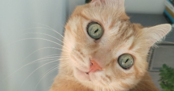 delphine pet sitter à COMBS LA VILLE 77380_3