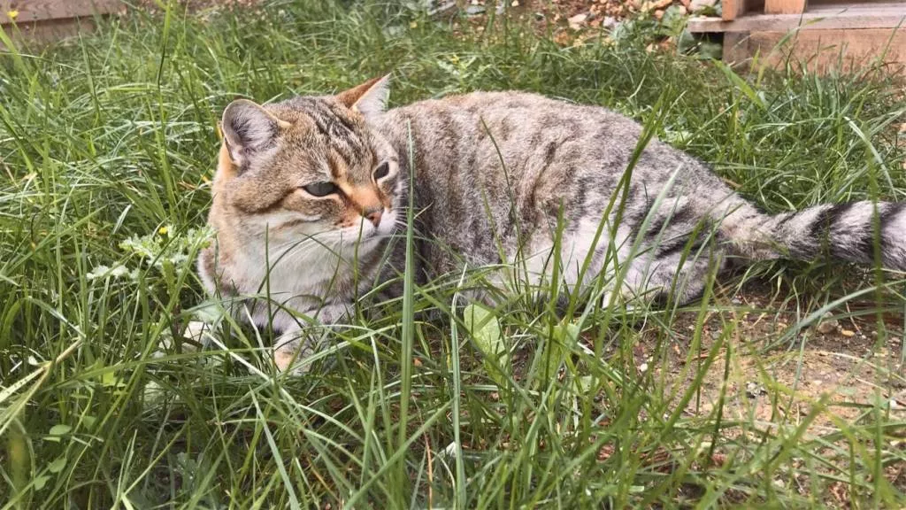 shana pet sitter à Paris 94120