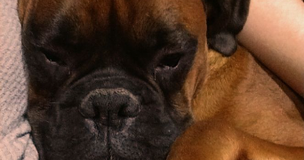 jessica pet sitter à BATILLY EN PUISAYE 45420_2