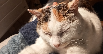 chloé dog sitter à TOULOUSE 31000_1