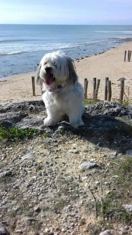 emma  pet sitter à Bordeaux 33440