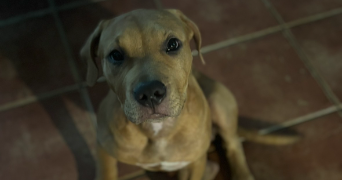 kaédi pet sitter à SANTENY 94440_2