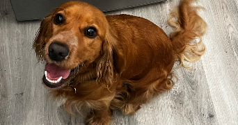 clarabouillault pet sitter à ROUEN 76000_9