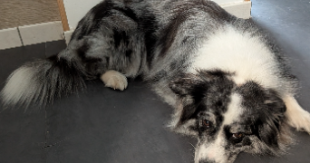 christabel pet sitter à TRIGNAC 44570_6