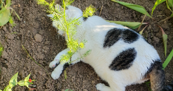 severine pet sitter à GEISPOLSHEIM 67118_1