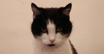 christelle pet sitter à Gambsheim 67760_5