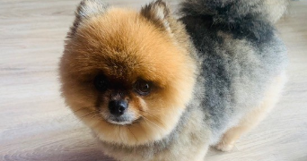 jimmy pet sitter à BREUILLET 91650_1