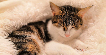 adrien cat sitter à BESANCON 25000_3