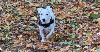 audrey pet sitter à LETRICOURT 54610_8