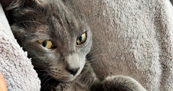 amandine  pet sitter à SANTES 59211_1