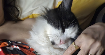 valerie pet sitter à Montpellier 34070_5