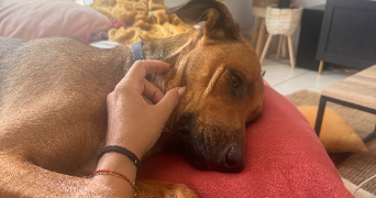 emeraude pet sitter à LA ROCHELLE 17000_20