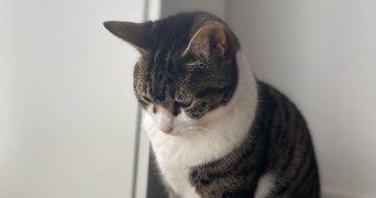 gabriel pet sitter à ST MALO 35400_1