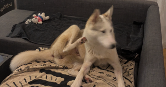 emilie pet sitter à DIJON 21000_3