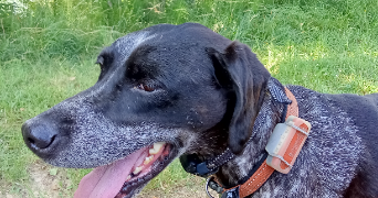 sandrine pet sitter à ST ORENS DE GAMEVILLE 31650_9