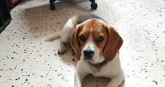 Stephanie pet sitter à LE CATEAU CAMBRESIS 59360_1