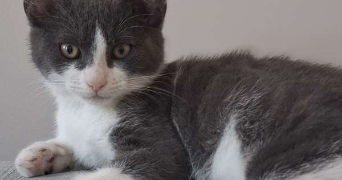 sandra pet sitter à LILLE 59000_2