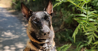 Floriane dog sitter à MONTPELLIER 34000_1