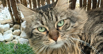 emily pet sitter à MULHOUSE 68100_1