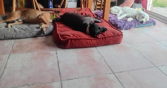 claudine pet sitter à REVEL 31250_5