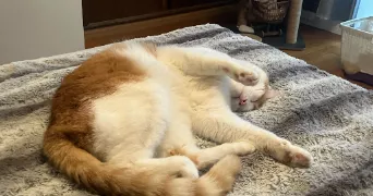 lisa pet sitter à EZANVILLE 95460