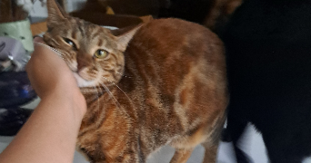 nasma pet sitter à POITIERS 86000_12